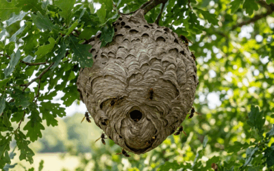 Signalement de nids de frelons asiatiques